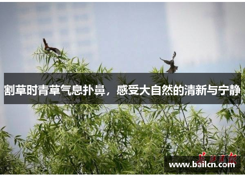 割草时青草气息扑鼻，感受大自然的清新与宁静