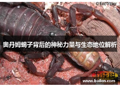 奥丹姆蝎子背后的神秘力量与生态地位解析 奥丹姆蝎子背后的神秘力量与生态地位解析